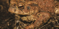 Frog and toad spawn counters needed