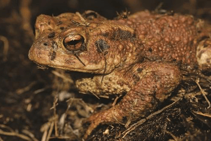 Frog and toad spawn counters needed
