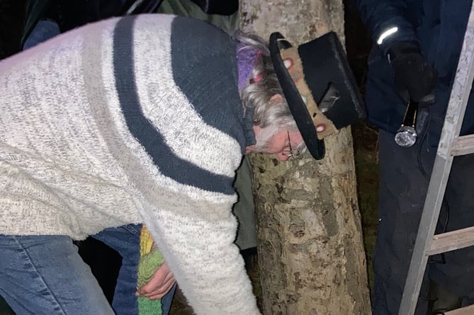 The libation of cider being poured on Carhampton's wassail tree.