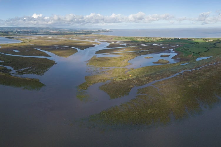 The salt marches of Steart Point, which are being grazed again after a 30-year gap.