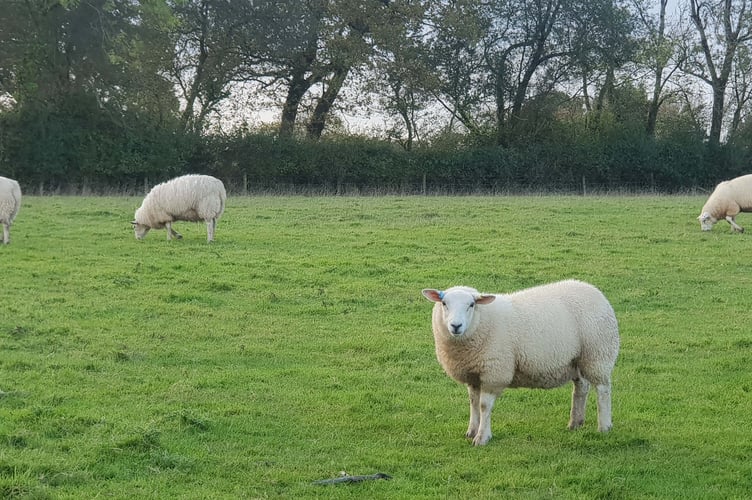 MP Ian Liddell-Grainger wants tougher laws to deal with dogs attacking farm livestock.