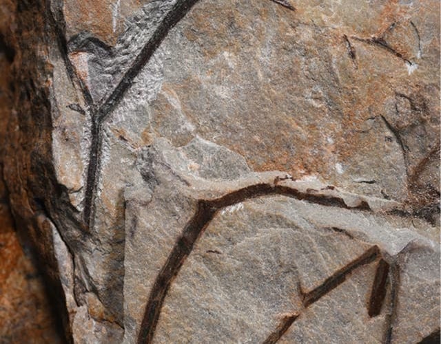 A palm-like tree fossil found on the Exmoor coast. 