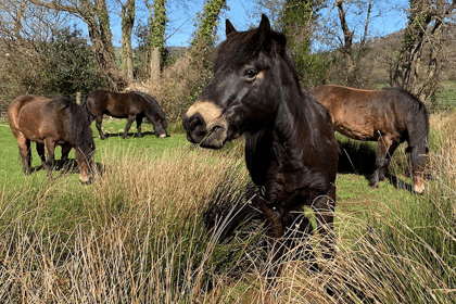Pony poo compost helping to secure breed's future