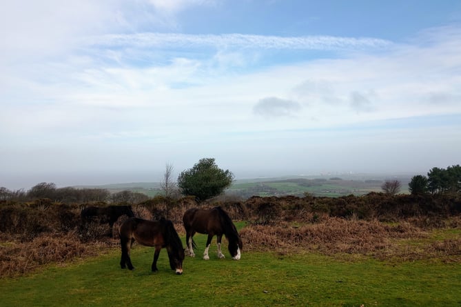 Wild ponies on the Quantock Hills