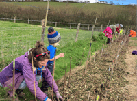 Wild harvest hedge planted by volunteer market gardeners