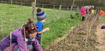 Wild harvest hedge planted by volunteer market gardeners