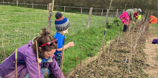 Wild harvest hedge planted by volunteer market gardeners