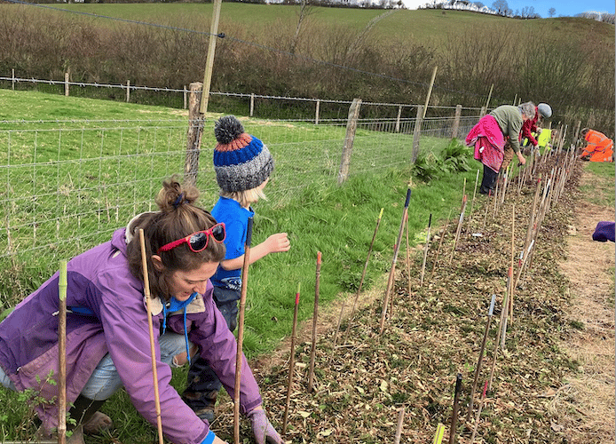 Good Vibe Veg's wild harvest hedge being planted in Horner, near Porlock