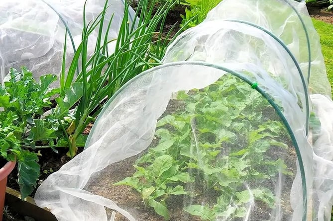 Protect vulnerable crops with light fabric mesh