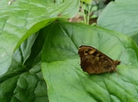 Exmoor villagers want to help stop insect decline