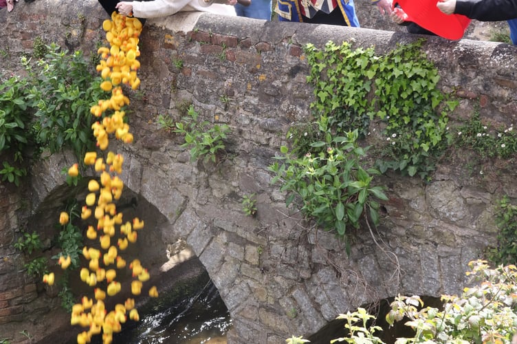 The race is on. Watchet Duck race