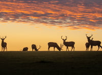 Learn how to forage, prepare and cook wild game on Exmoor