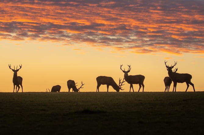 A stunning sunset shot of red deer on Exmoor