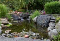 Good Gardening by Philip Greenfield - Make a splash in your garden