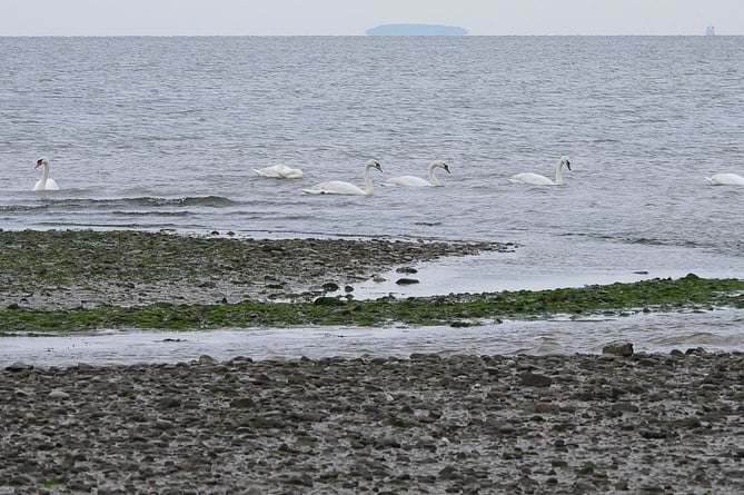 Dunster Beach has seen a large number of swans congregating in the sea. 