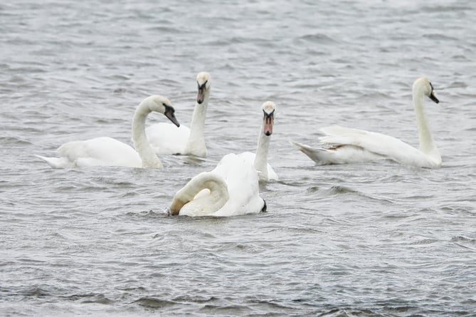 Some of the swans currently resident in the sea at Dunster Beach. 