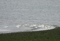Dunster Beach sees large numbers of swans return to the sea for first time in years
