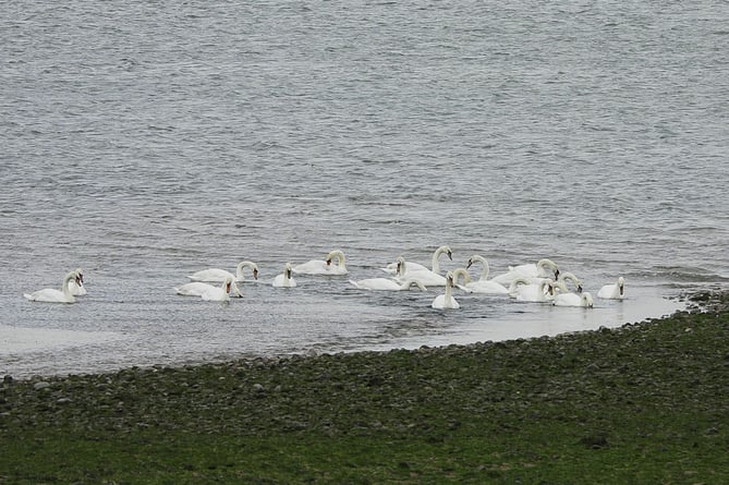 Swans in the sea at Dunster Beach. 