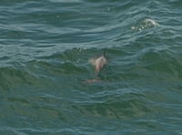 First recorded sighting of bottlenose dolphin in Somerset's waters