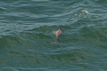First recorded sighting of bottlenose dolphin in Somerset's waters