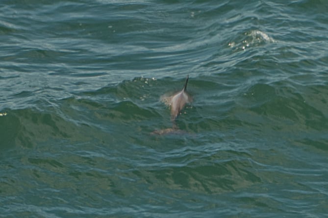 Louise Christiaans was 'delighted' to have captured Somerset's very first recorded Bottlenose Dolphin sighting (CREDIT: Louise Christiaans)