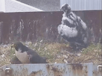 Peregrine falcon killing filmed at power station