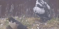 Peregrine falcon killing filmed at power station