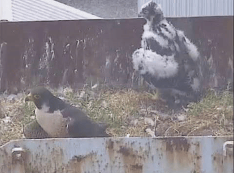 Inexplicable peregrine falcon killing recorded by Hinkley Point B ...