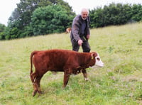 Farmer loses battle to protect calf's TB mother