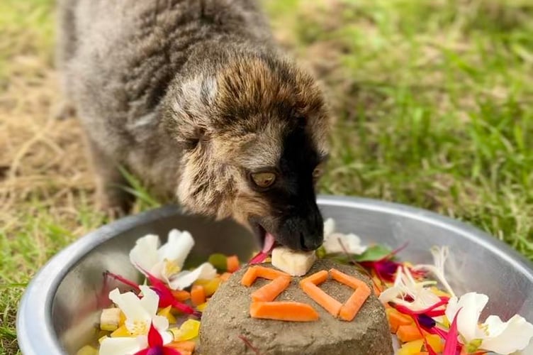 Harry, Tropiquaria Zoo's brown lemur, marking his 20th birthday.