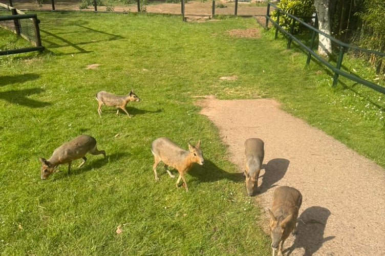 Some of the maras in Tropiquaria Zoo which are now being allowed to roam the grounds after closing time.