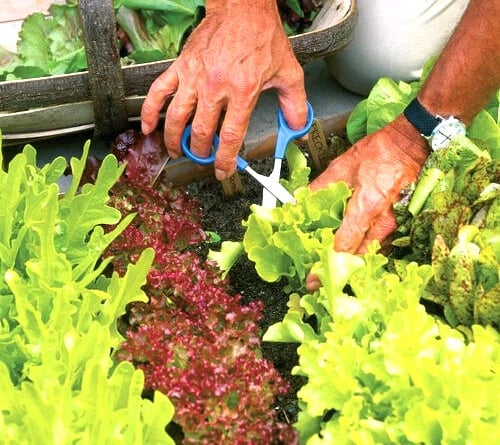 Cut-and-come-again lettuce leaves. 