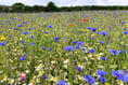 Estate's impressive wildflower meadows open to the public 