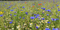 Estate's impressive wildflower meadows open to the public 