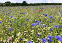 Estate's impressive wildflower meadows open to the public 