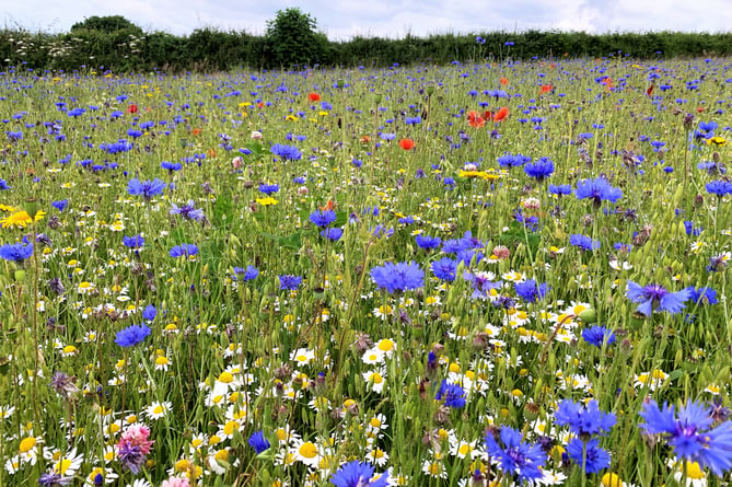 One of West Somerset's impressive wildflower meadows (Photo: Laura Yiend)