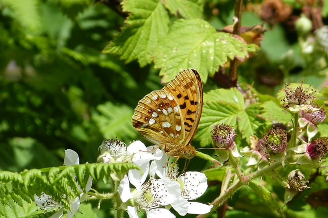 A high brown fritillary butterfly (Photo: Brian Coulson)