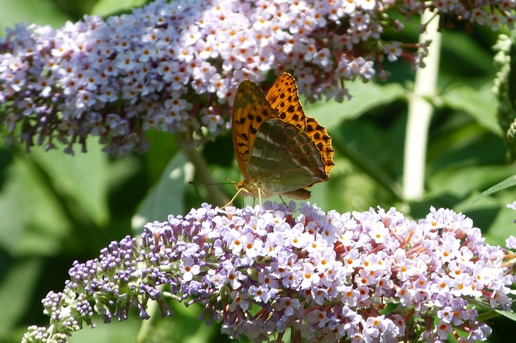 A silver-washed fritillary butterfly (Photo: Brian Coulson)