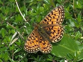 A small pearl-bordered fritillary butterfly (Photo: Graham Cox)