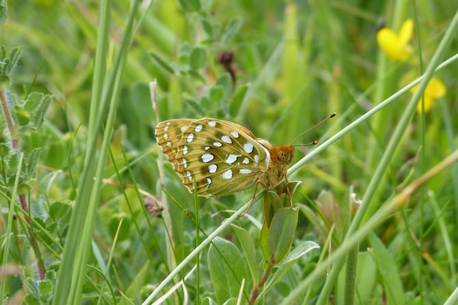 A dark green fritillary butterfly (Photo: Brian Coulson)