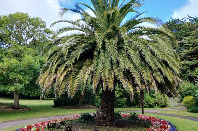 Beautiful Blenheim Gardens, Minehead