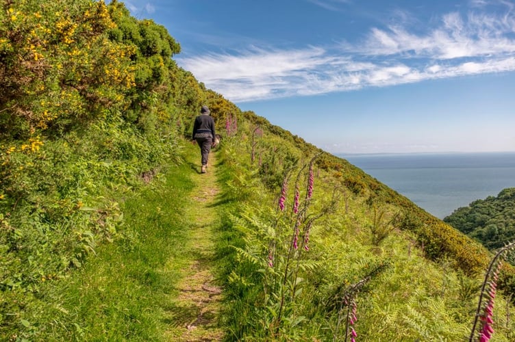 The ascent out of Grexy Combe on the 'rugged coast path' section between Minehead and Porlock