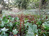 Parasitic ivy broomrape plant reported in village churchyard