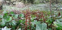 Parasitic ivy broomrape plant reported in village churchyard