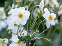 GARDENING: Late bloomers will brighten up your garden