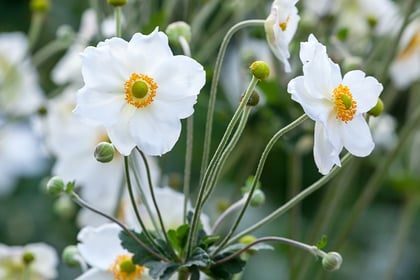 GARDENING: Late bloomers will brighten up your garden