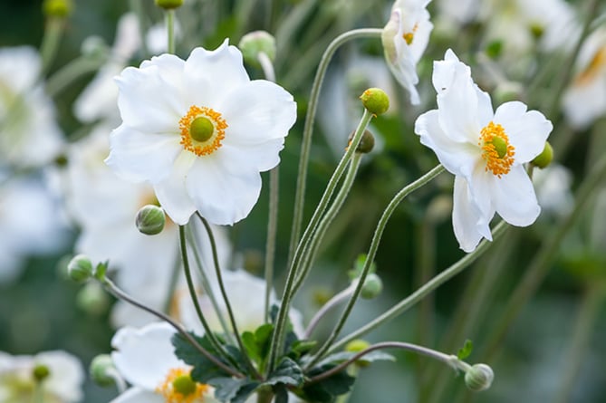 Japanese anenomes (Photo: Sarah Raven)