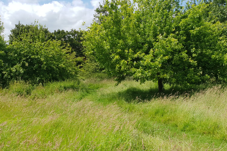 Trees on the Swains Lane nature reserve in Wellington.