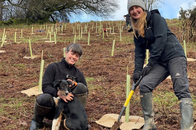 Tree planting at an Exmoor National Park Authority staff and volunteer event at Kings Wood.