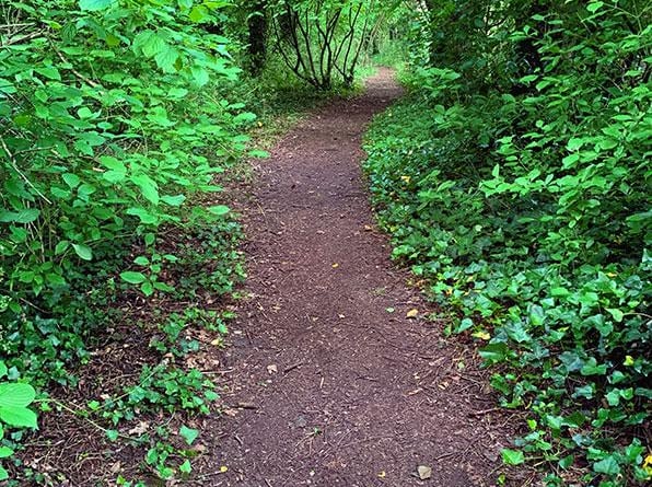 Stowey Green Spaces organises litter picks of walks such as this in Bypass Wood.